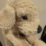 cute brown dog Image 2