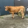 In Calf Heifers Oct 10th Ballinasloe Mart Image 2