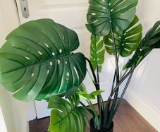 Artificial Indoor Plant