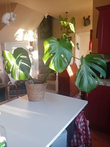70cm monstera in wicker pot