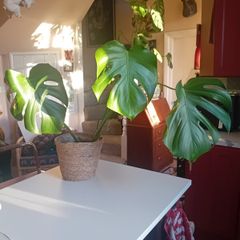 70cm monstera in wicker pot