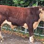 Pedigree Hereford Bulls for Sale Image 4