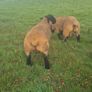 Pedigree registered suffolk ram lambs Image 5