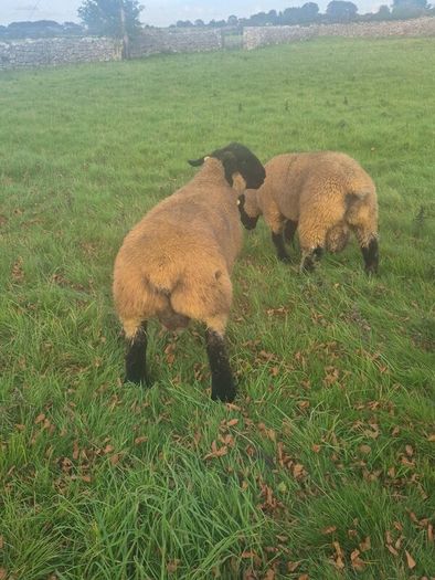 Pedigree registered suffolk ram lambs