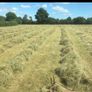 Small square bales of hay Image 8