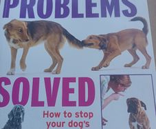 Doggy Problems Solved