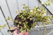 garden plants
