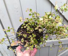 garden plants