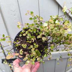 garden plants
