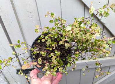 garden plants