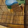Large hamster cage - gerbil mouse rat rabbit guinea pig crate kennel  house Image 3