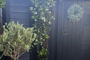 215cm trachelospermum  jasmine highly scented flower jasmine in new rattan pot