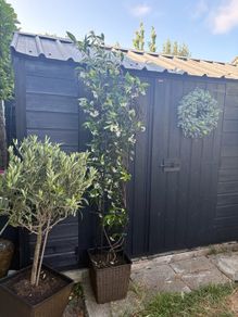 215cm trachelospermum  jasmine highly scented flower jasmine in new rattan pot