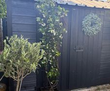 215cm trachelospermum  jasmine highly scented flower jasmine in new rattan pot