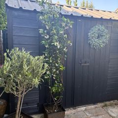 215cm trachelospermum  jasmine highly scented flower jasmine in new rattan pot