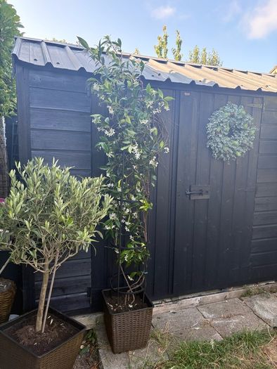215cm trachelospermum  jasmine highly scented flower jasmine in new rattan pot