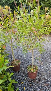 Large Shrubs and Trees