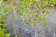 Large Shrubs and Trees