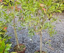 Large Shrubs and Trees