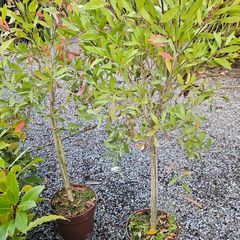 Large Shrubs and Trees