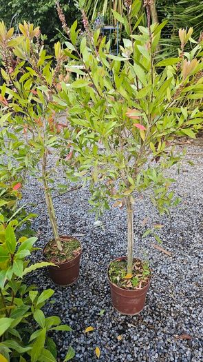 Large Shrubs and Trees