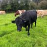 Angus teaser bull Image 3
