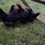 bantams Image 6