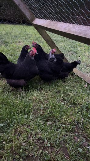 bantams