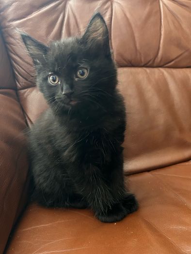 Adoption