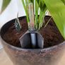 Kentia palm Image 3