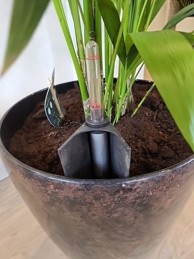 Kentia palm