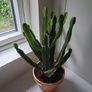 Euphorbia Trigona Image 2