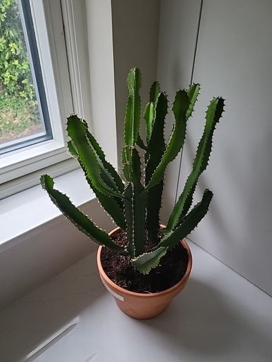 Euphorbia Trigona
