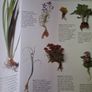 BBC/ Gardeners World/ Geoff Hamilton's Practical Gardening Course / 1998 Image 7