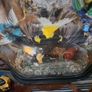 Antique Taxidermy Image 3