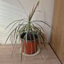 Dragon Tree Plants (Dracaena) Image 2