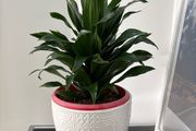indoor plant
