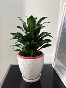 indoor plant