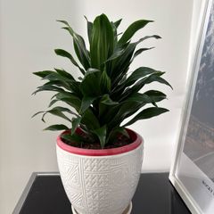 indoor plant