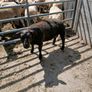 Blue Texel ram Image 2