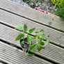 Tomato's, Chilli's, French beans Image 6