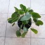 Chinese Money Plant - Pilea peperomioides Image 6