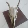 Deer Skull Image 6