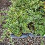 Red Robin Hedging TWO EUROS Image 10