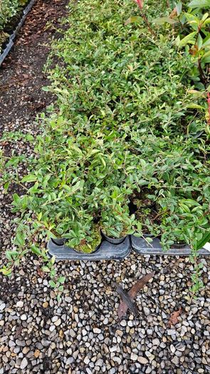 Golden and Green Privet Hedging One Euro