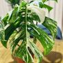 Monstera Deliciosa Variegata in 15cm pot and 50cm in height #1 Image 3