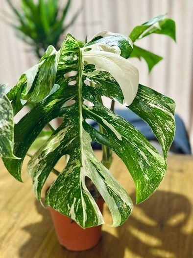 Monstera Deliciosa Variegata in 15cm pot and 50cm in height #1