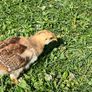 baby chicks Image 3