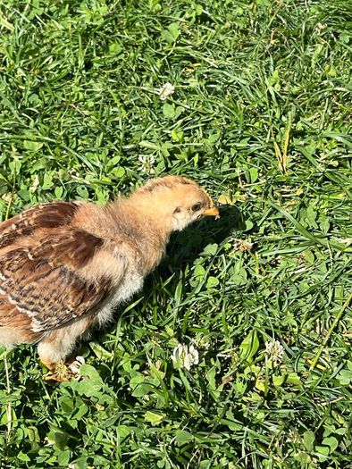 baby chicks