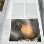 Handbook of the Birds of the World Vol 11 del Hoyo HC Lynx Edicions Ornithology Image 9